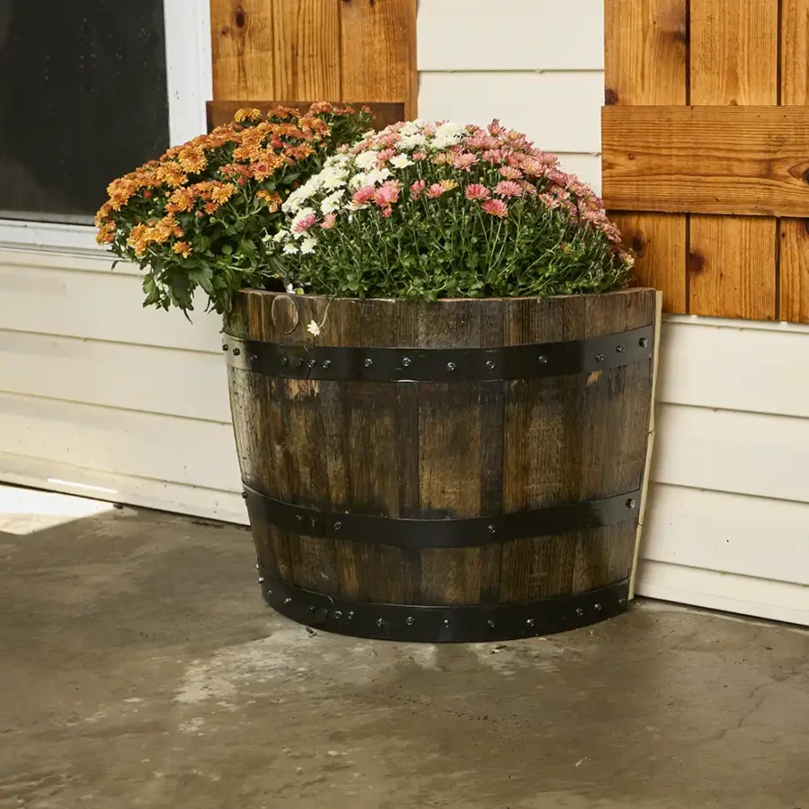 quarter barrel planter with mum flowers