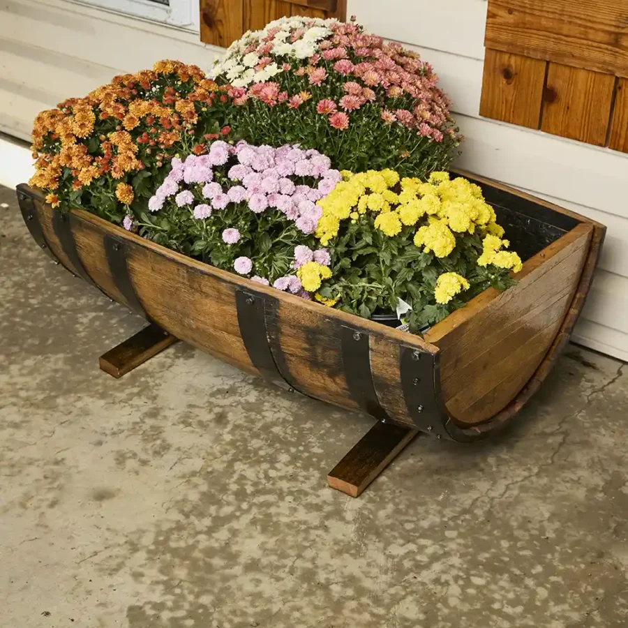 Top view of whiskey barrel planter with lots of flowers inside